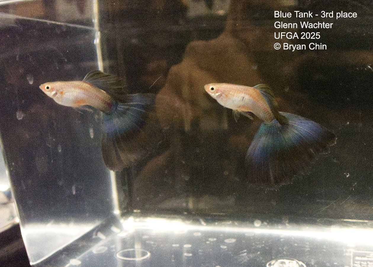 Guppy Blue